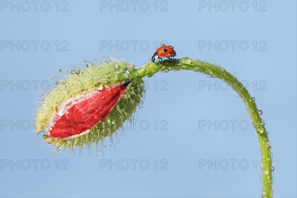 Two-spotted ladybird on poppy flower