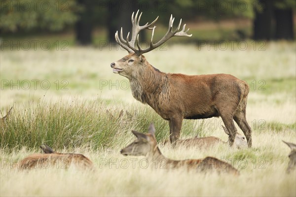 Red Deer or Hart