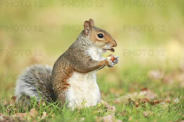 Eastern gray squirrel