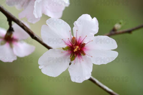 Almond tree