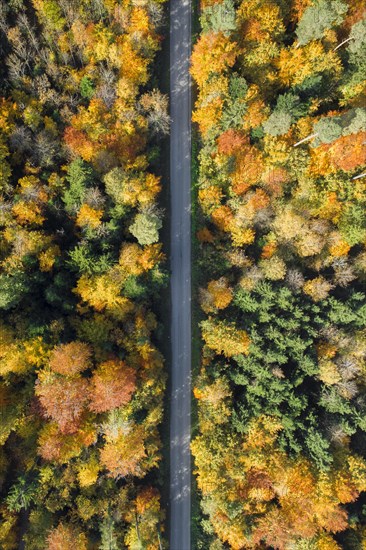 Forest lined road in autumn