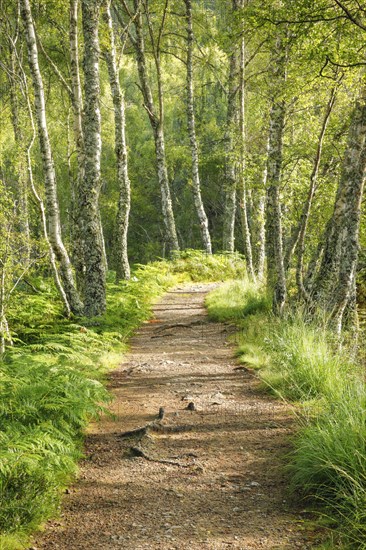 Footpath in birch forest