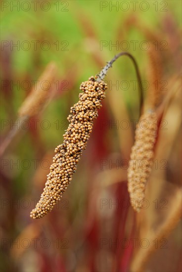 Foxtail millet