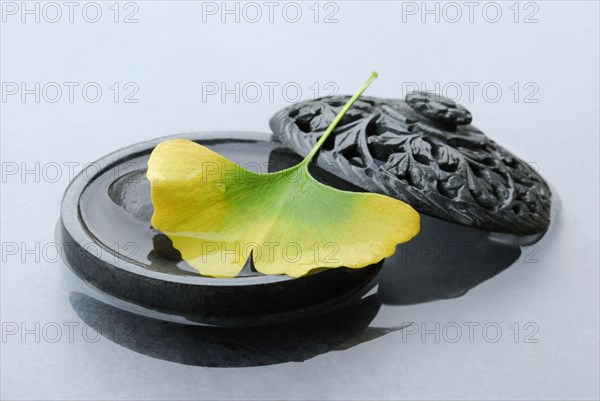 Maidenhair tree leaf in shell