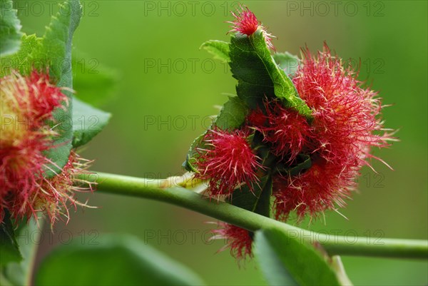 Mossyrose gall wasp