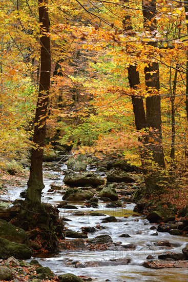 Bach with autumn leaves