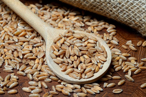 Dinkel wheat