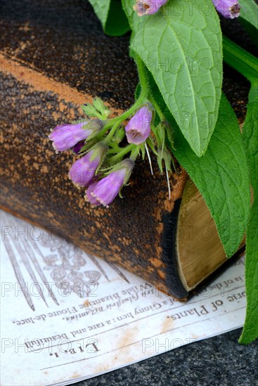 Comfrey