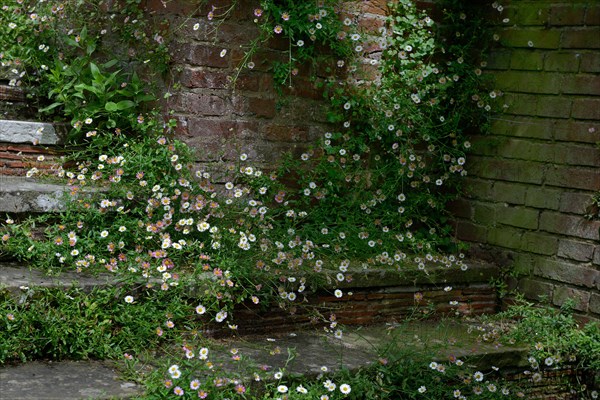 Mexican fleabane