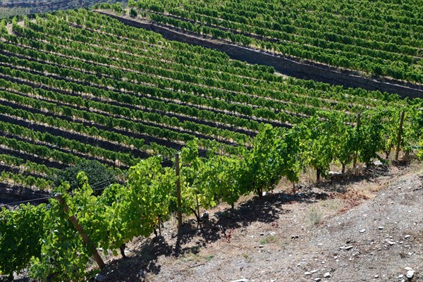 Vineyards on the Douro