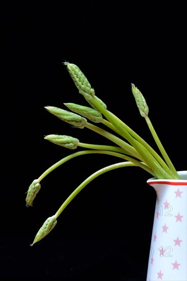 Pyrenees-Star-of-Bethlehem