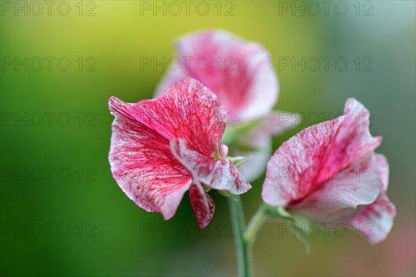 Sweet pea