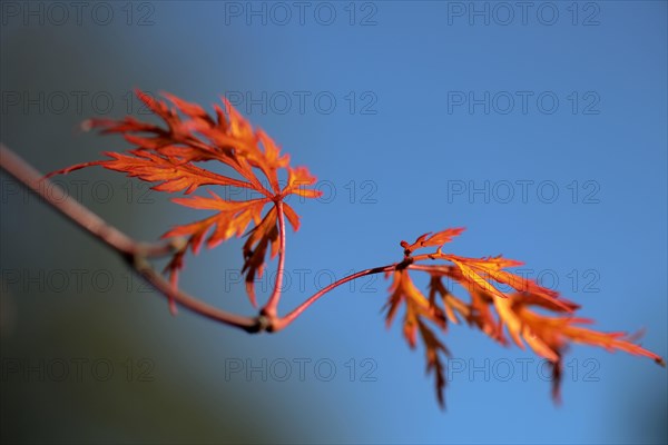 Japanese maple