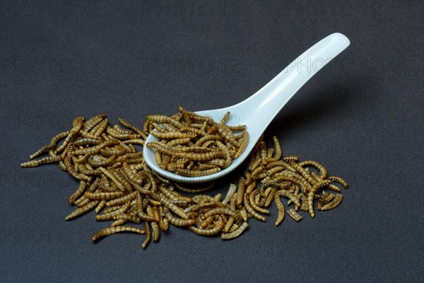 Mealworms in Asian spoon