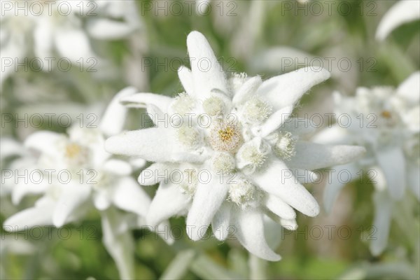 Alpine Edelweiss