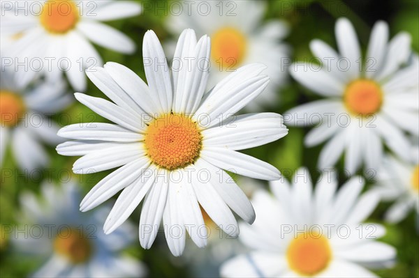 Ox-eye daisy