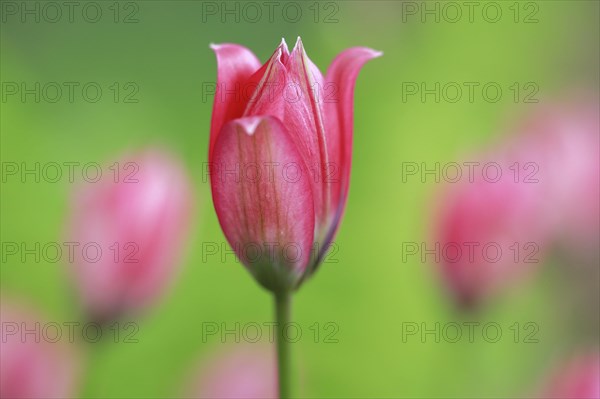 Wild tulips