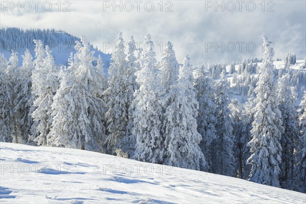 Snowy spruce forest