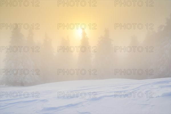 Winter forest in fog