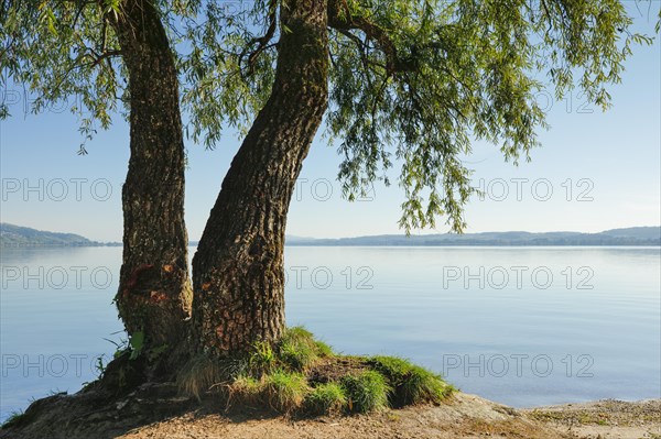 Lake Murten