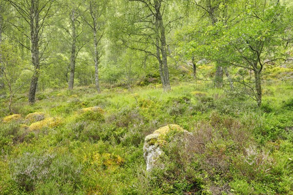 Birch forest