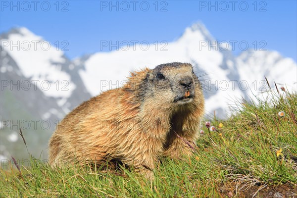 Alpine Marmot