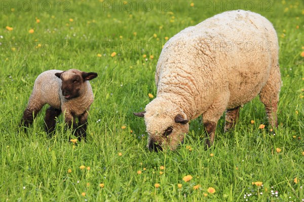 Brown-headed meat sheep