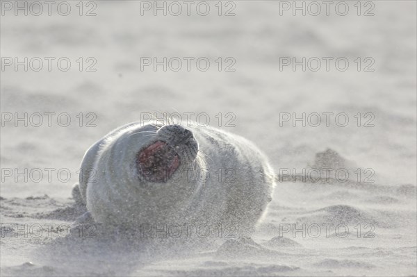 Grey seal