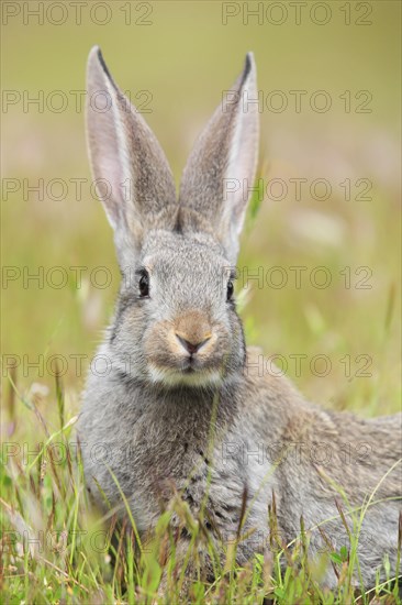 Wild rabbit