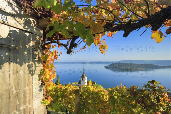 Vineyards near Ligerz on Lake Biel