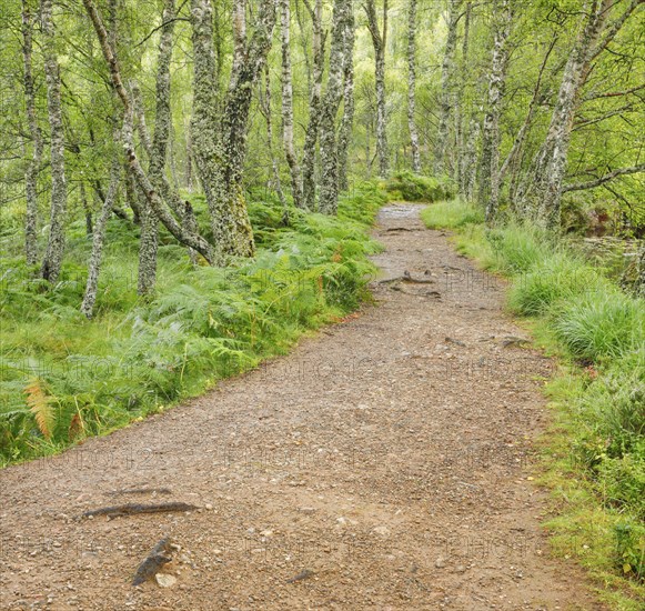 Footpath in birch forest