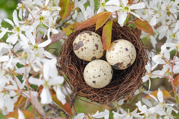 Nest in weeping pear tree