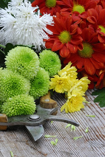 Chrysanthemums on wooden board