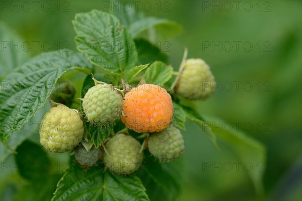 Yellow raspberry