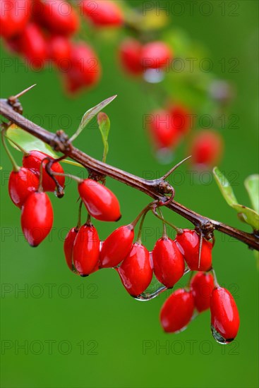 Barberry berries