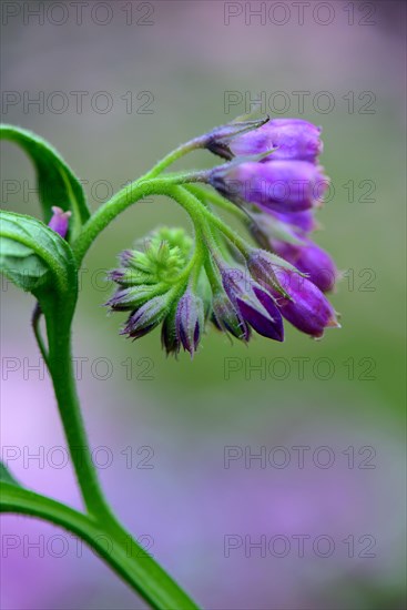 Comfrey