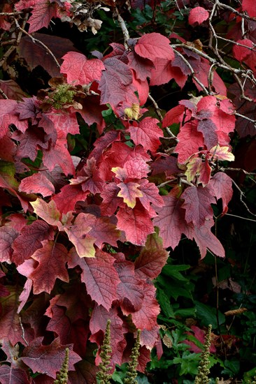 Oak-leaved hydrangea