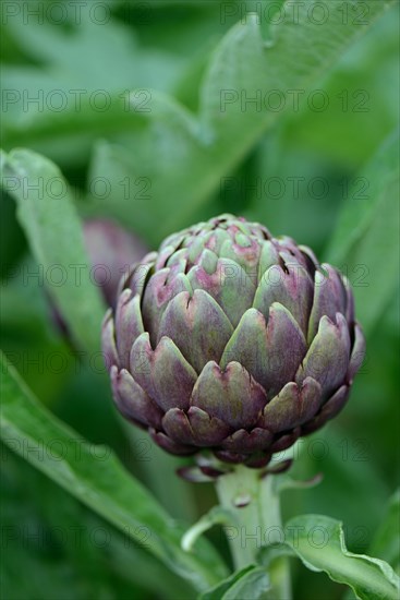 Artichoke