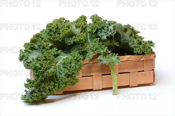 Brassica oleracea in spankorb
