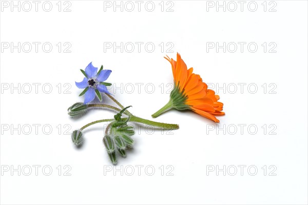 Marigoldbloom and bloom