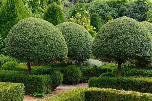 Boxwood