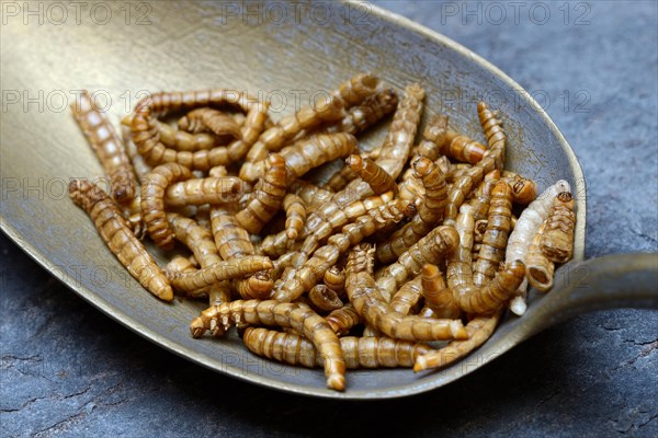 Mealworms in tablespoon