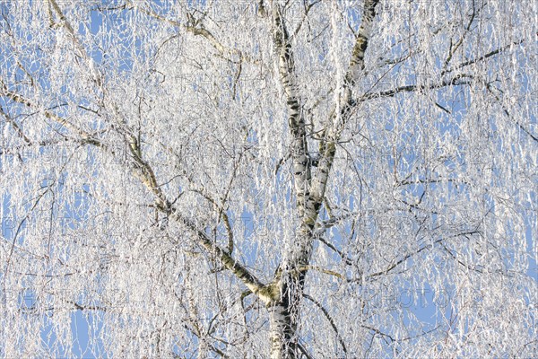 Silver birch