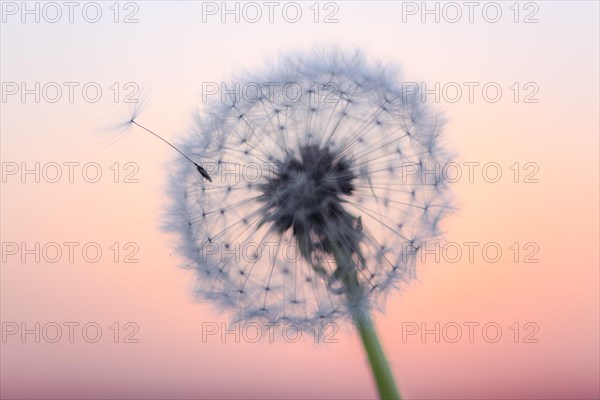 Dandelion