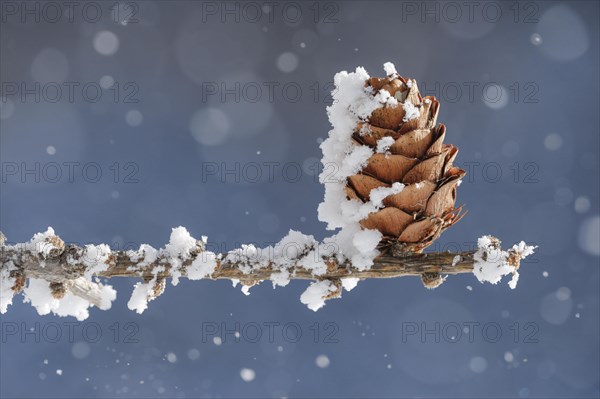 Larch cone with hoarfrost