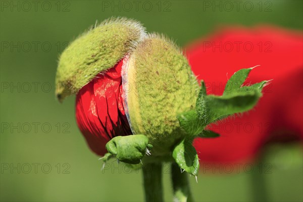 Red Poppy