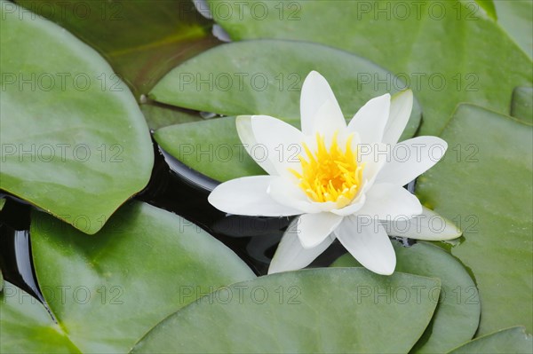 Water lily