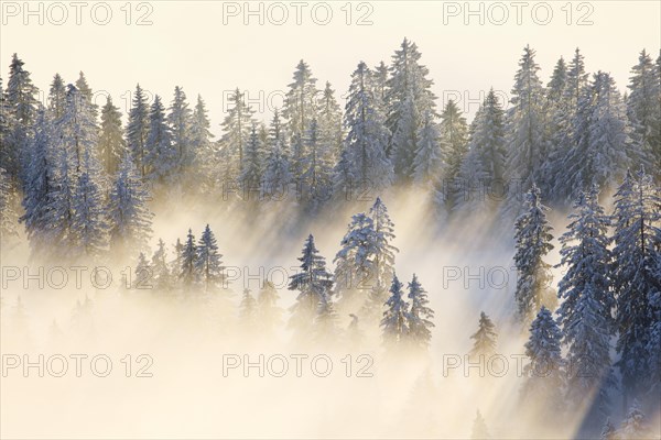 Snowy fir forest