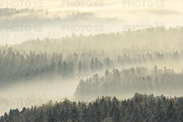 Snowy fir forest with fog