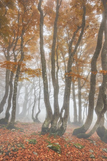 Beech forest in autumn